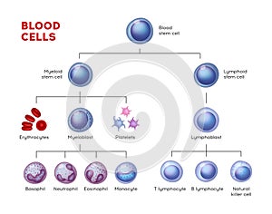 Vektor typy z krev buňky.,,,, lymfocyty,,. 